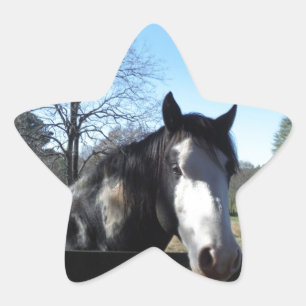 Sticker Étoile Brown &blanc, Cheval Peint, ciel bleu vif