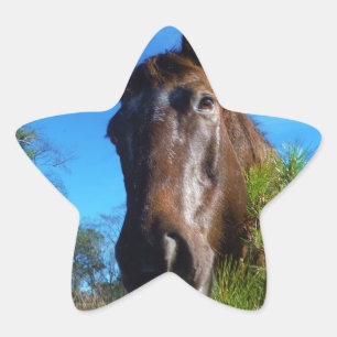 Sticker Étoile Brown et crème Couleur Cheval bleu ciel
