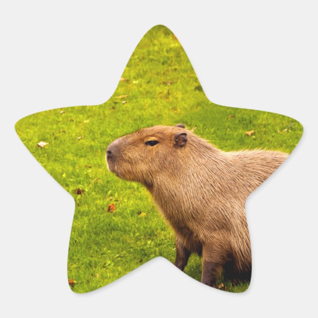 Sticker Étoile Capybara (Devant)