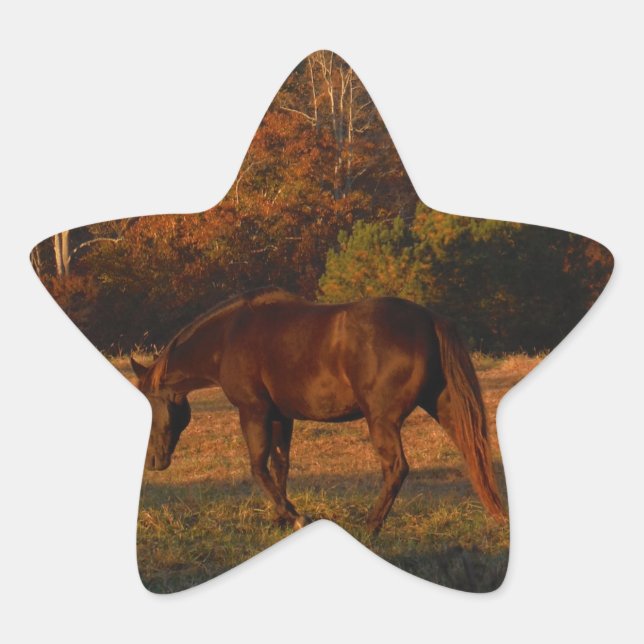 Sticker Étoile Cheval Brown rouge, bois d'automne. (Devant)