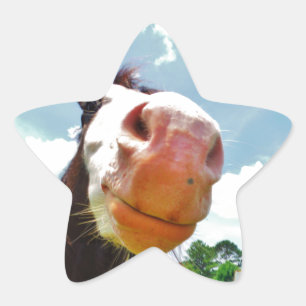 Sticker Étoile Cheval souriant