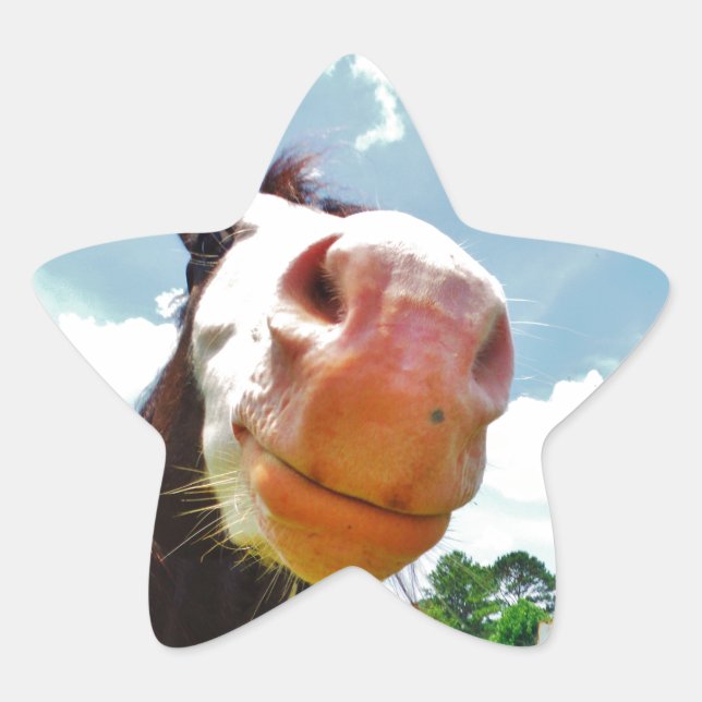 Sticker Étoile Cheval souriant (Devant)