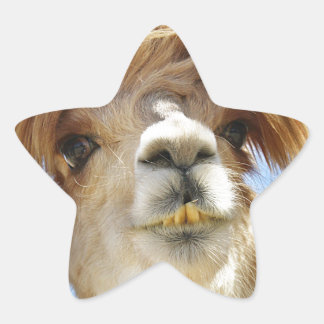 Sticker Étoile Crazy Hair Alpaca