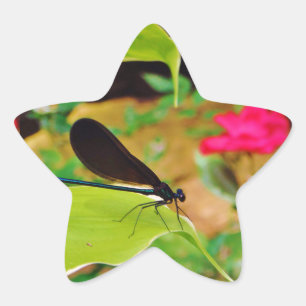 Sticker Étoile Damselfly et Rose