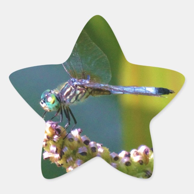 Sticker Étoile Dragonfly aux yeux turquoises (Devant)