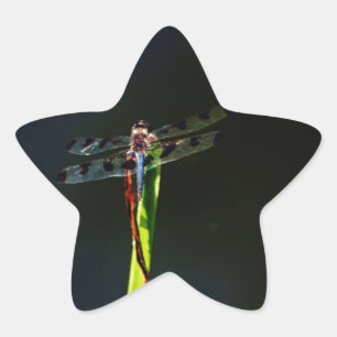 Sticker Étoile Dragonfly bleu et noir sur gazon vert et rouge