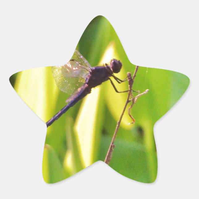 Sticker Étoile Dragonfly Blue et noir sur l'herbe. (Devant)