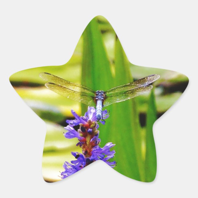 Sticker Étoile Dragonfly lotus and purple flower (Devant)