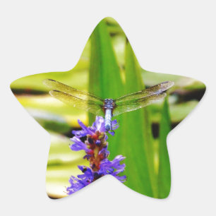 Sticker Étoile Dragonfly lotus and purple flower