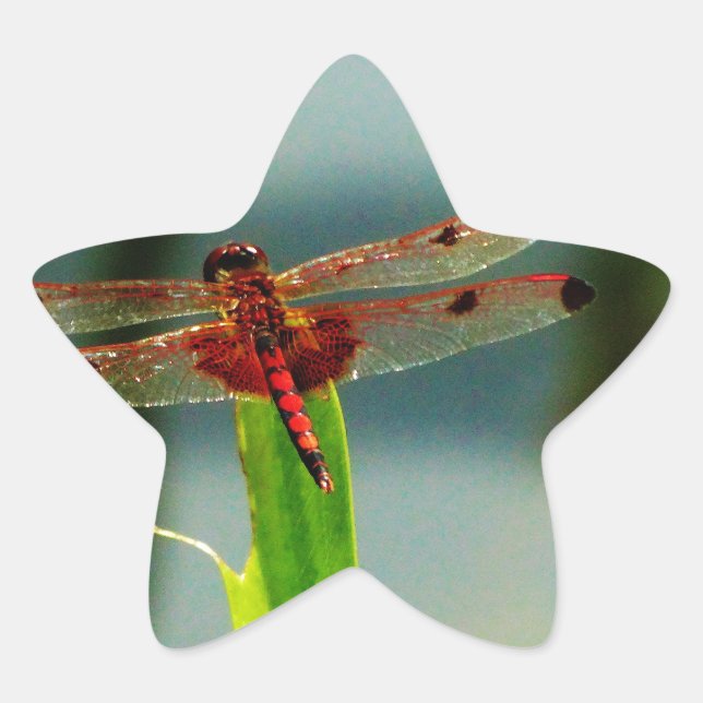 Sticker Étoile Dragonfly rouge et noire tachetée (Devant)
