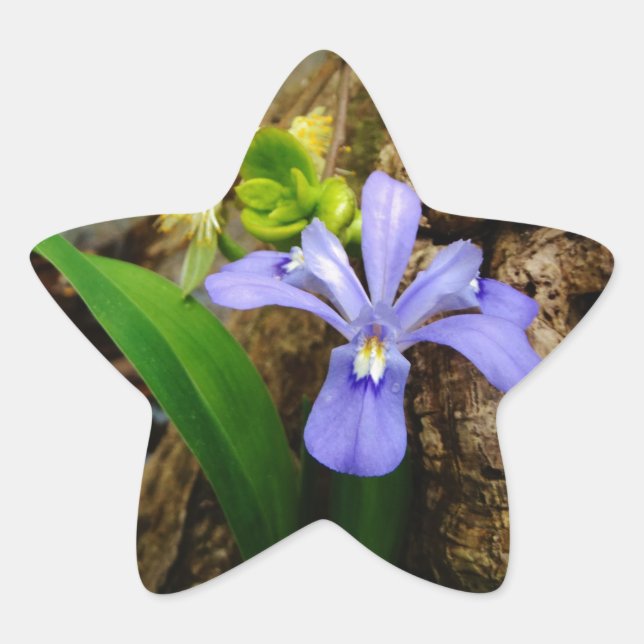 Sticker Étoile Fleur blanche pourpre bleu Iris (Devant)