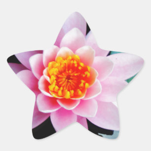 Sticker Étoile Fleur de laine d'eau chaude rose et orange de lotu