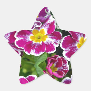 Sticker Étoile Fleurs de primrose violet et jaune