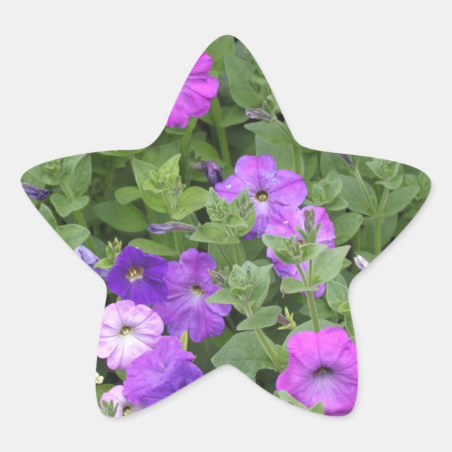 Sticker Étoile Fleurs printanières Jardin pourpre Petunia Photo f (Devant)