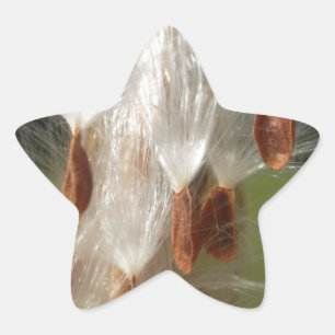 Sticker Étoile Flore vintage et faune Milkweeds Flottants.jpg