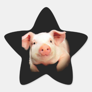 Sticker Étoile Little Piggy