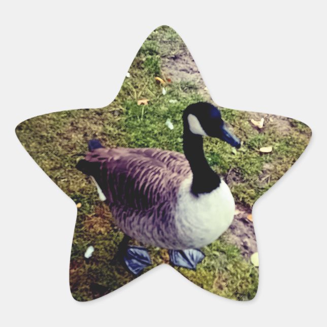 Sticker Étoile Oiseau (Devant)
