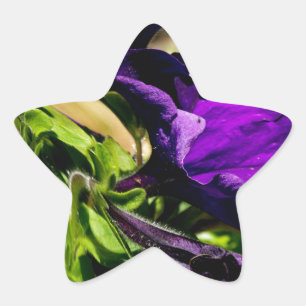 Sticker Étoile Panique violette