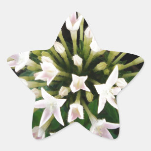 Sticker Étoile Pentas blancs