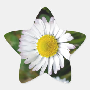 Sticker Étoile Petites marguerites