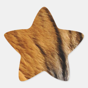 Sticker Étoile Photo Tiger Stripes Big Cat Wildlife