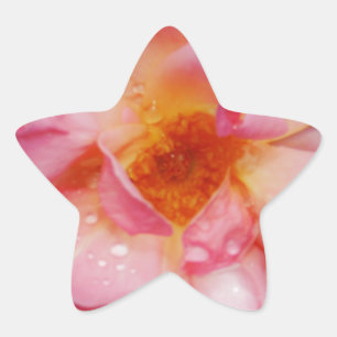 Sticker Étoile Pink Rose w/ Dew Drops Black Background