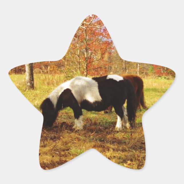 Sticker Étoile Poney miniature noir et blanc / Cheval (Devant)