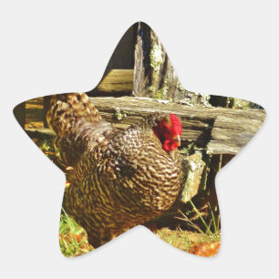Sticker Étoile Poulet noir et blanc dans la ferme