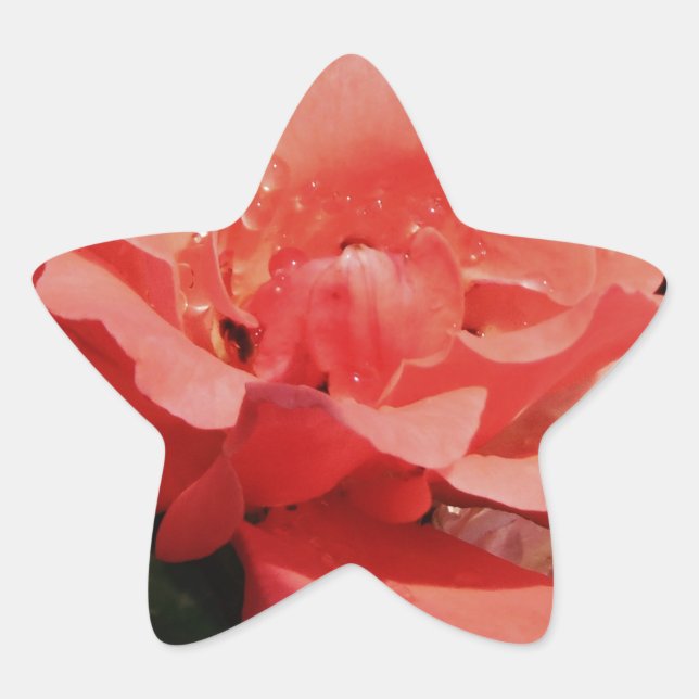 Sticker Étoile rose de pêche et détritus (Devant)