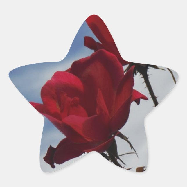 Sticker Étoile Roses rouges contre un ciel bleu vif (Devant)