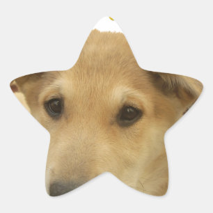 Sticker Étoile Sagesse d'or : Une vision oeil de chien de l'école