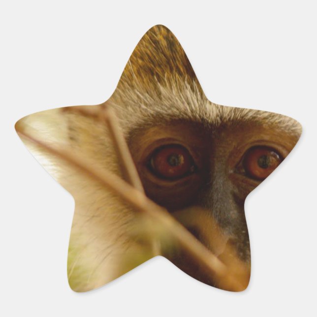Sticker Étoile Singe effronté. (Devant)