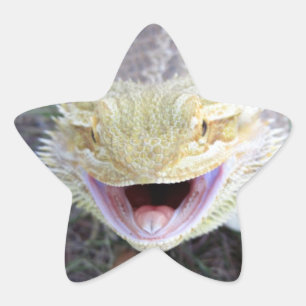 Sticker Étoile Super Happy Bearé Dragon