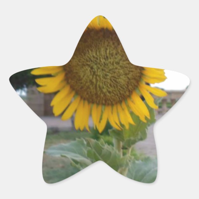 Sticker Étoile Tournesol (Devant)