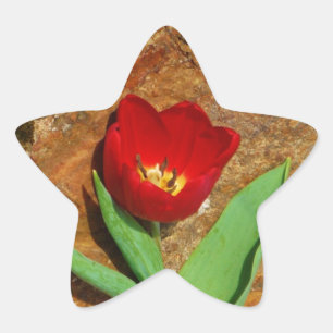 Sticker Étoile Tulipe jaune et rouge