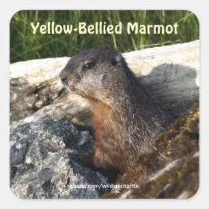 Sticker faunique aux Marmottes à ventre jaune mign