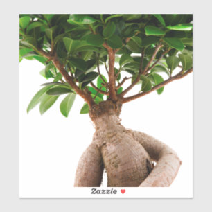 Sticker Ficus Ginseng