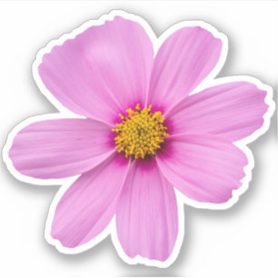 Sticker Fleur Cosmos