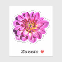 Fleur Dahlia géante rose magenta