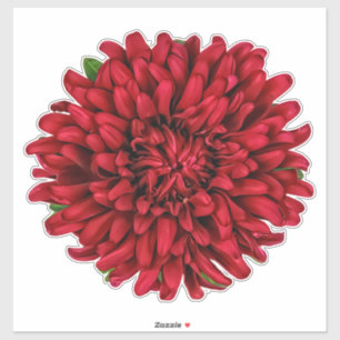 Sticker Fleur Dahlia Pinnata Rouge foncé