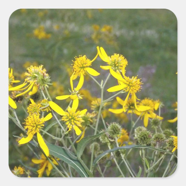 Sticker Fleur sauvage jaune (Devant)