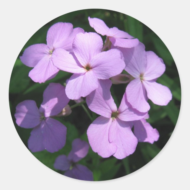 Sticker Fleur sauvage Lavendar (Devant)