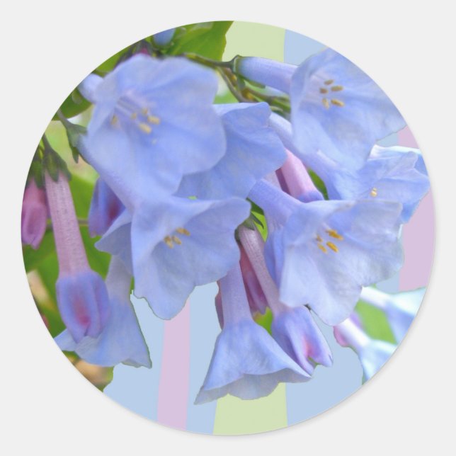 Sticker Fleur sauvage Virginia Bluebells (Devant)