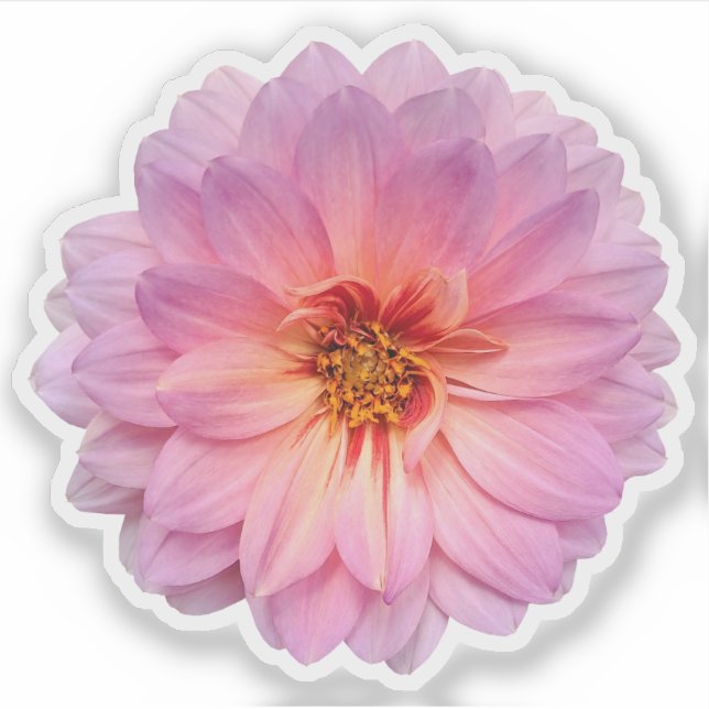 Sticker Fleur unique rose et violet Zinnia (Devant)