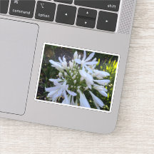 Fleurs blanches d'Agapanthus