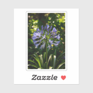 Sticker Fleurs bleu Agapanthus