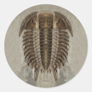 Sticker Fossil Trilobite