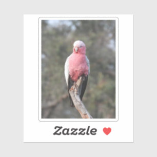 Sticker Galah