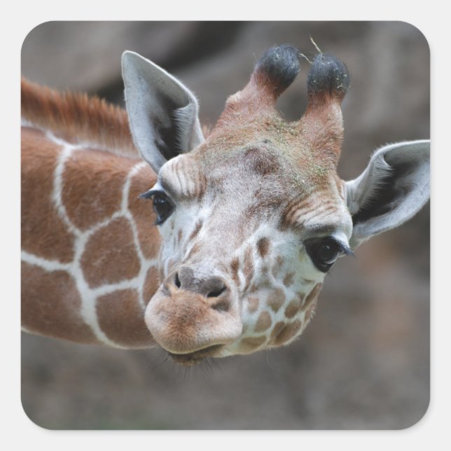 Sticker Giraffe (Devant)