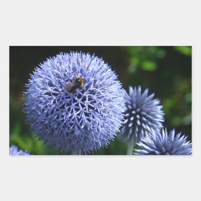 Sticker Globe Thistle Flowers (Devant)